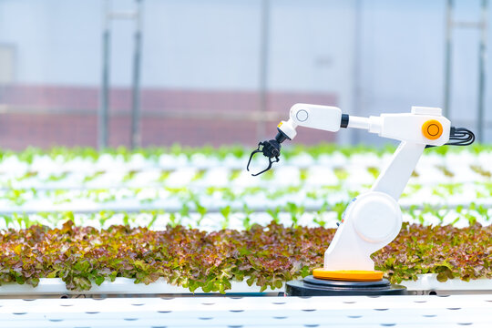 Autonomous robotic arm working in hydroponic greenhouse for precision farming agricultural automation smart agriculture AI technology sustainable crop monitoring and food production