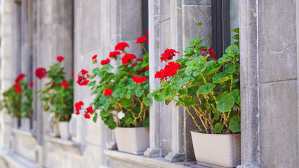 Fototapeta premium Red flowers in pots on window sills.