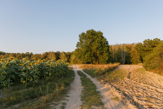 Country dirt road near Helianthus annuus sunflower field and Quercus robur oak tree forest under clear blue sky at sunset in Europe.