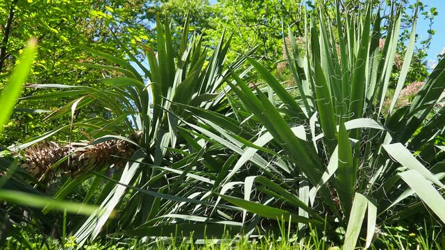 Yucca, Adam needle or Spanish-bayonet. Genus is classified in asparagus family in subfamily with Agave. Rosette of leaves. Dry living conditions. Spanish dagger, shin dagger, soapweed, or soaptree.