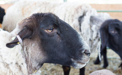 Close-up of a black-headed sheep in a farm barn © dkozma