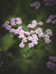 Achillea © JMarks