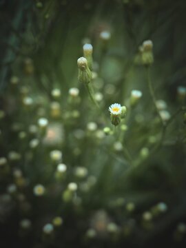 Fleabane blossom