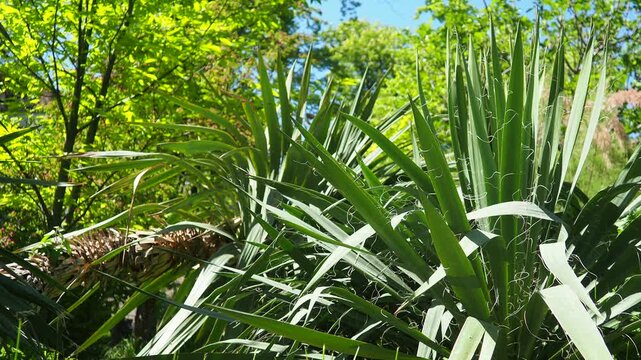 Yucca, Adam needle or Spanish-bayonet. Genus is classified in asparagus family in subfamily with Agave. Rosette of leaves. Dry living conditions. Spanish dagger, shin dagger, soapweed, or soaptree.