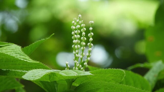 【4K】新緑の森に咲くフタリシズカ：静かな木漏れ日の中に佇む白い花。青森の美しい森林と癒やしのボタニカル自然映像素材　[4K] Wild Futarishizuka (Chloranthus serratus) Blooming in Fresh Green Forest: Peaceful Nature B-roll in Aomori Japan  撮影日：20260612-1