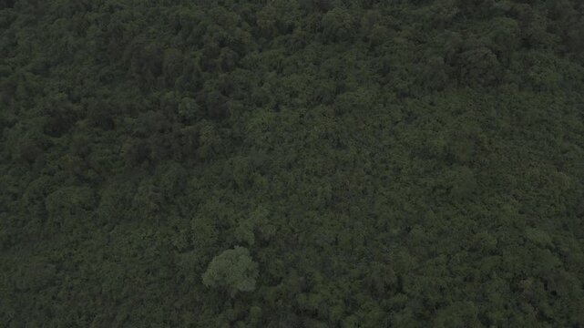 Aerial top-down view of creepers, climbing vines, and lush greenery in Old Goa during a monsoon evening, showcasing dense tropical vegetation and vibrant natural textures.