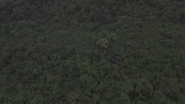 Aerial top-down view of creepers, climbing vines, and lush greenery in Old Goa during a monsoon evening, showcasing dense tropical vegetation and vibrant natural textures.