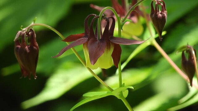 【4K】新緑の森に咲く野生のオオヤマオダマキ：美しい木漏れ日の中に佇む紫と黄色の花。青森の森林と癒やしのボタニカル自然映像素材　[4K] Wild Columbine (Aquilegia buergeriana var. oxysepala) Blooming in Fresh Green Forest: Nature B-roll in Aomori Japan  撮影日：20260612-1