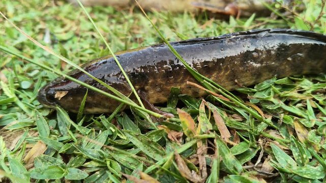 Channa striata or the&nbsp;striped snakehead fish. It is a species of&nbsp;snakehead&nbsp;fish. Its &nbsp;common name is snakehead,&nbsp;chevron snakehead, snakehead murrel&nbsp;and&nbsp;mudfish.
