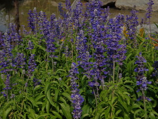 Fototapeta premium Close up of vibrant purple salvia flowers blooming beautifully in a summer garden.