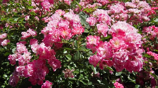 Vibrant pink roses bloom amidst lush green leaves. Soft light highlights petals in gentle, natural motion. No people present in this serene botanical scene. Ideal for themes like spring, romance