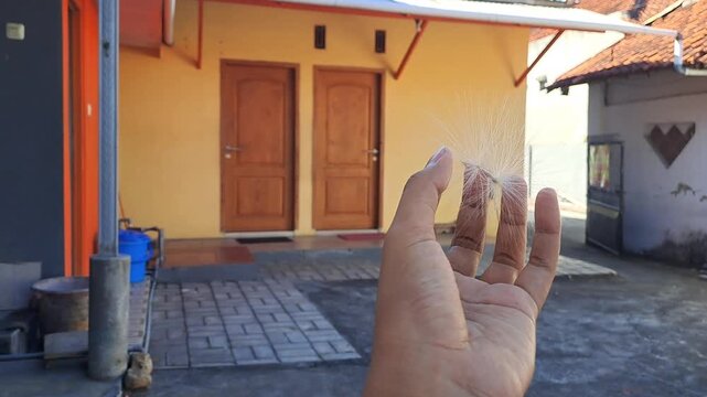 Hand holding kapok seeds with fluffy white fibers outdoors. Natural cotton-like material for pillow stuffing. Rural home background. Stock video 4K for craft, DIY, textile, natural, fiber, organic.