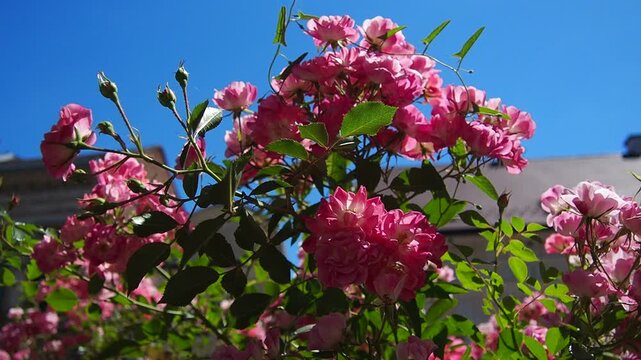 Vibrant pink roses bloom amidst lush green leaves. Soft light highlights petals in gentle, natural motion. No people present in this serene botanical scene. Ideal for themes like spring, romance