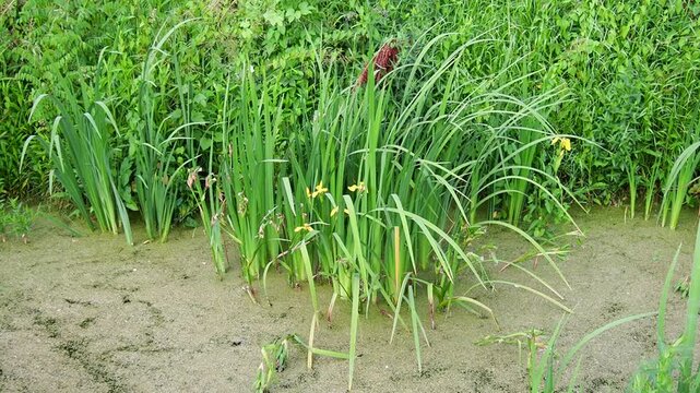Iris pseudacorus, yellow flag, yellow iris, or water flag, is a species of flowering plant in the family Iridaceae. A swampy pond with flowering plants in Serbia. Herbaceous blooming perennial plant