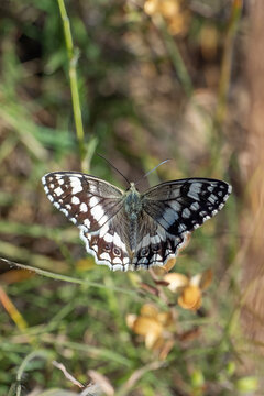 
Satyridae / Anadolu Melikesi / Balkan Marbled White / Melanargia larissa