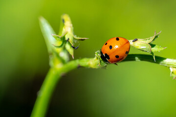ladybird on a leaf © Yasin