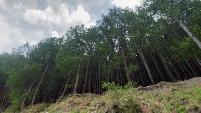 Towering Pine Trees Along a Scenic Mountain Road in Abbottabad, Khyber Pakhtunkhwa, Pakistan