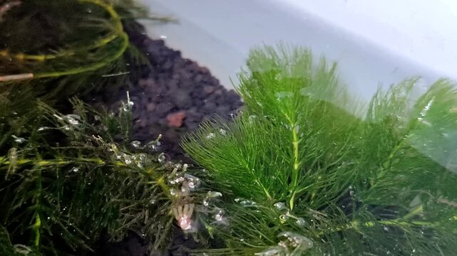 Hornwort (Ceratophyllum demersum) or Coontail aquatic plant floating in water. This plant is a natural toxin absorber that purifies water and a high oxygen producer (oxygenator)