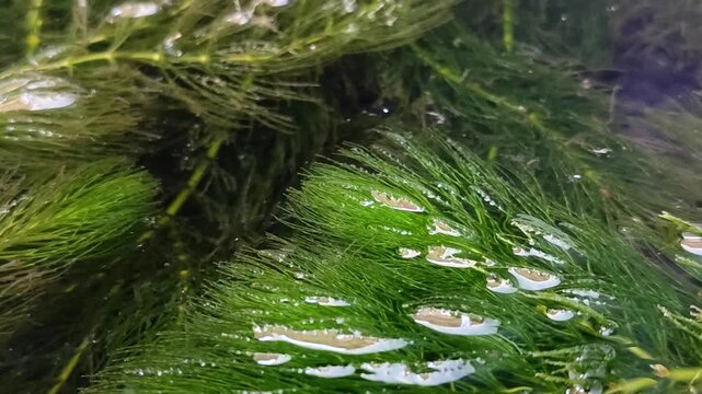 Hornwort (Ceratophyllum demersum) or Coontail aquatic plant floating in water. This plant is a natural toxin absorber that purifies water and a high oxygen producer (oxygenator)