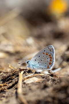 
Lycaenidae / &Ccedil;okg&ouml;zl&uuml; Mavi / Common Blue / Polyommatus icarus