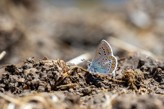 
Lycaenidae / &Ccedil;okg&ouml;zl&uuml; Mavi / Common Blue / Polyommatus icarus
