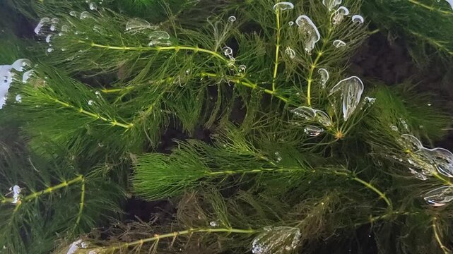 Hornwort (Ceratophyllum demersum) or Coontail aquatic plant floating in water. This plant is a natural toxin absorber that purifies water and a high oxygen producer (oxygenator)