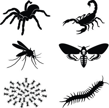 Scary insect and arthropod silhouettes featuring tarantula scorpion mosquito death head moth ants and centipede for halloween or scientific biology.