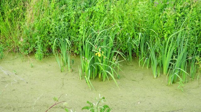 Iris pseudacorus, yellow flag, yellow iris, or water flag, is a species of flowering plant in the family Iridaceae. A swampy pond with flowering plants in Serbia. Herbaceous blooming perennial plant