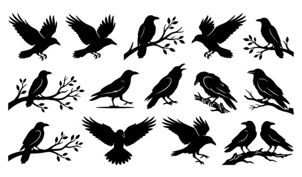 Crow and Raven Silhouette Collection