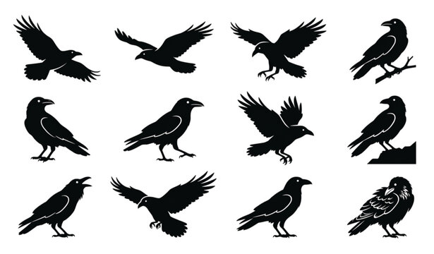 Black Raven Bird Silhouette Icon Pack