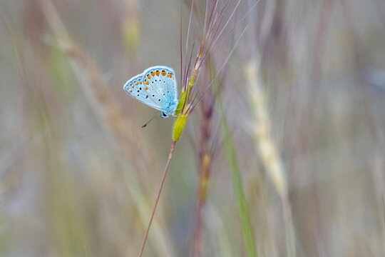 
Lycaenidae / &Ccedil;okg&ouml;zl&uuml; Mavi / Common Blue / Polyommatus icarus