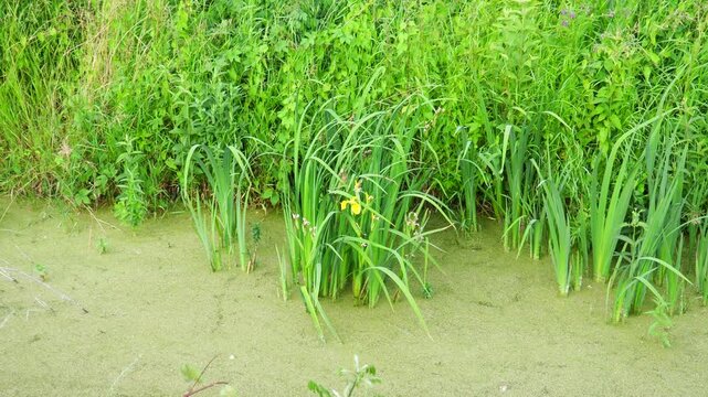 Iris pseudacorus, yellow flag, yellow iris, or water flag, is a species of flowering plant in the family Iridaceae. A swampy pond with flowering plants in Serbia. Herbaceous blooming perennial plant