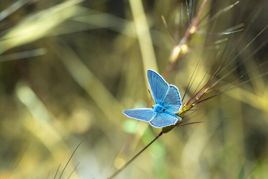 
Lycaenidae / &Ccedil;okg&ouml;zl&uuml; Mavi / Common Blue / Polyommatus icarus