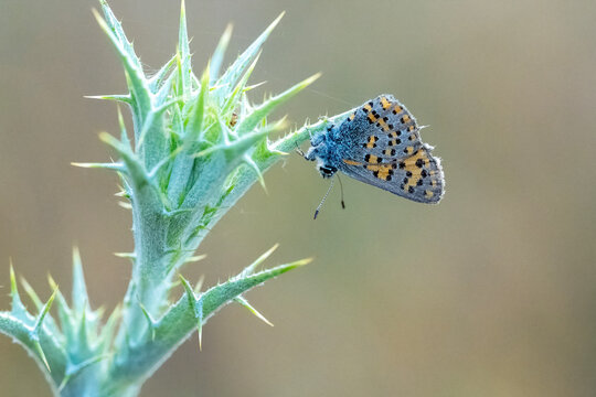 Lycaenidae / Anadolu Gelinciği / Anatolian Vernal Copper / Tomares nogelii