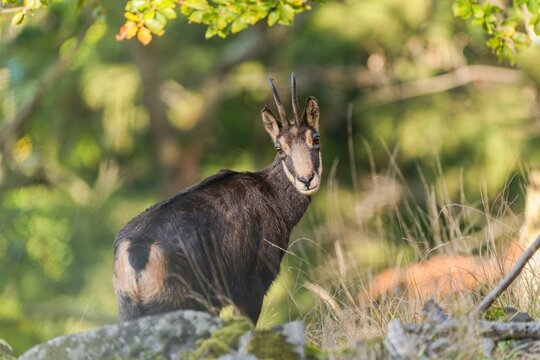A beautiful chamois stands on a stone hill and looks at the camera. A chamois in the nature habitat.  Rupicapra rupicapra