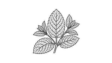 Creative Black and White Botanical of Fresh Mint Leaves with Detailed Veins and Stems with high quality professional line art symbols for modern creative design and digital branding projects © nurul mustofa