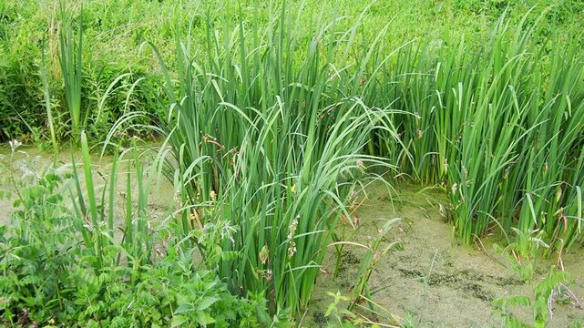 Iris pseudacorus, yellow flag, yellow iris, or water flag, is a species of flowering plant in the family Iridaceae. A swampy pond with flowering plants in Serbia. Herbaceous blooming perennial plant