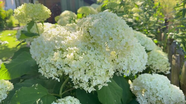 Bl&uuml;hende Annabelle-Hortensie (Hydrangea arborescens) im Sommer | Querformat - Detailreiche Bl&uuml;tenst&auml;nde der wei&szlig;en Schneeball-Hortensie in nat&uuml;rlichem Licht. Ideal f&uuml;r Natur-, Garten- und Pflanzenproj