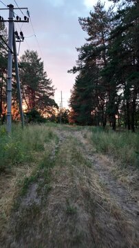 Moving forward along a sandy dirt path through a dense green pine forest during sunset. The camera glides smoothly. High quality 4K video, 24 fps with motion blur for a cinematic effect.