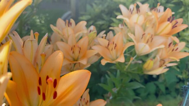 Nahaufnahme bl&uuml;hender Asiatischer Lilien (Lilium &times; hybrida) im Querformat. Nat&uuml;rliches Gartenvideo mit kr&auml;ftigen Farben und ruhiger Stimmung | Querformat