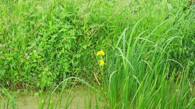 Iris pseudacorus, yellow flag, yellow iris, or water flag, is a species of flowering plant in the family Iridaceae. A swampy pond with flowering plants in Serbia. Herbaceous blooming perennial plant