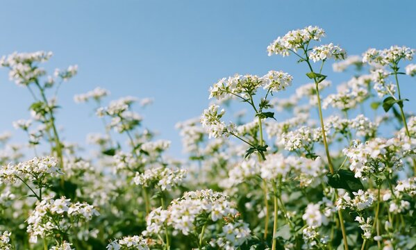 a natural buckwheat flower field filled with many softly blooming white flowers