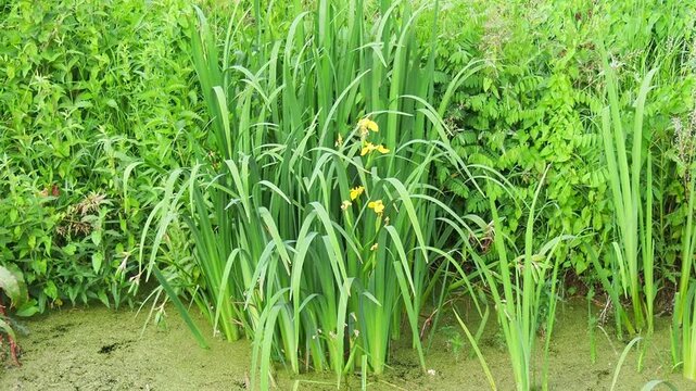 Iris pseudacorus, yellow flag, yellow iris, or water flag, is a species of flowering plant in the family Iridaceae. A swampy pond with flowering plants in Serbia. Herbaceous blooming perennial plant