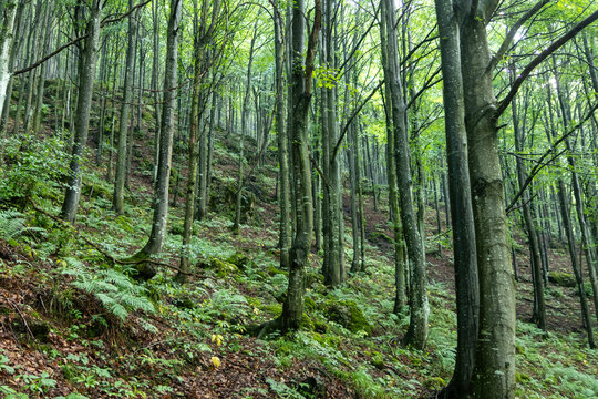 mountains of the Pasubio massif, path of 52 tunnels and memorial of the First World War
