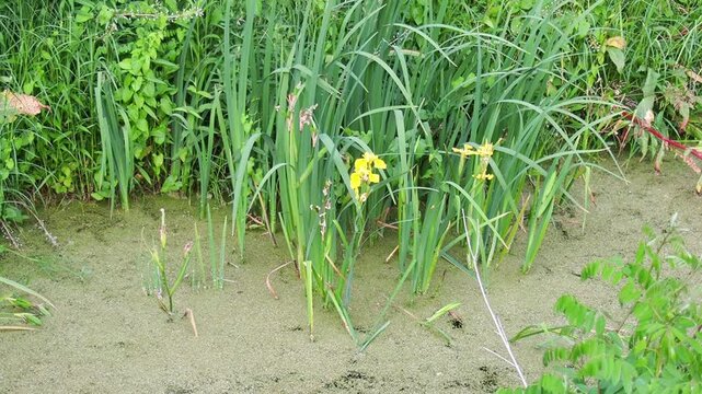 Iris pseudacorus, yellow flag, yellow iris, or water flag, is a species of flowering plant in the family Iridaceae. A swampy pond with flowering plants in Serbia. Herbaceous blooming perennial plant