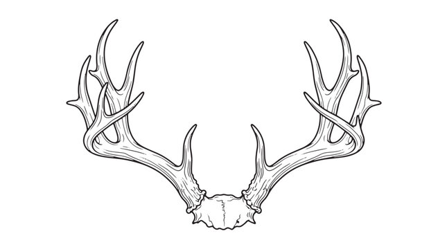 Vintage deer antlers line art vector, rustic buck trophy horns illustration, hand drawn elk antler sketch for hunting club logo and outdoor branding