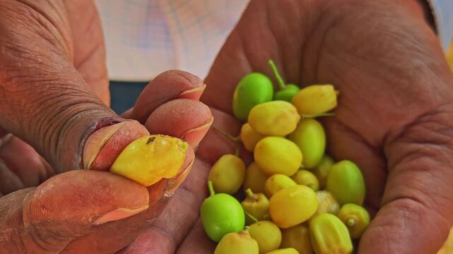 Closeup of hands holding ripening neem fruits known as nimboli with one fruit opened to reveal the yellow pulp highlighting traditional use harvest and natural produce