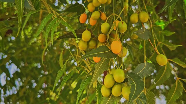 Closeup of neem fruits in different stages of maturity with fully ripe yellow nimboli and unripe green fruits hanging together among lush foliage on a healthy tree branch