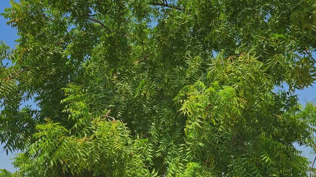 Wide angle view of a mature neem tree canopy filled with dense green foliage showcasing natural beauty healthy growth and vibrant greenery under bright daylight