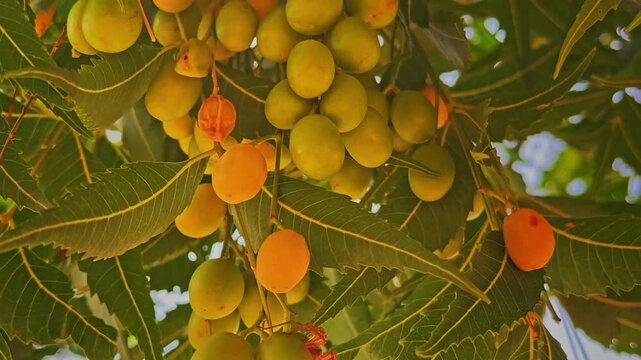 Extreme closeup of neem drupes in mixed ripening stages featuring green yellow and dried orange specimens hanging in dense clusters beneath sunlit foliage.